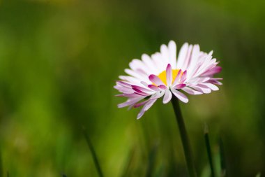 Bulanık doğal arka planda akşam güneşinde çimenlik papatya. Papatya ya da Bellis Perennis 'in güneş ışığındaki beyaz çiçeğinin yan görüntüsü, bir bahçede, fotokopi alanı olan güzel bir açık hava çiçek arkaplanı.
