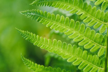 Yeşil eğreltiotu yaprakları akşam güneşinde bulanık doğal arka planda yakınlaşır. Genç eğrelti otlarının doğal arka planı ya da yeşil yapraklarının dokusu
