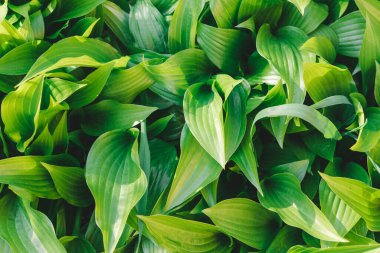 Yeşil zambak yaprak dokusu. Bulanık ve seçici odaklı yeşil arkaplan