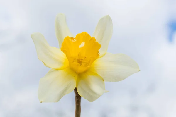 Vackra Färska Vårpåskliljor Ute Våren Blommande Gula Påskliljor Himmel Bakgrund — Stockfoto