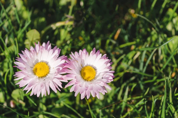 Δύο Μπουμπουριστές Λουλούδια Στο Πράσινο Γρασίδι Σχηματίζεται Σύμβολο Του Απείρου — Φωτογραφία Αρχείου