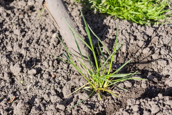 Attrezzi Giardino Forcone Sta Scavando Terreno Erbacce Nel Terreno Sotto — Foto Stock