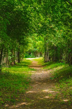 Yeşil ağaçların arasına park et. Yerde güneş lekeleri var.