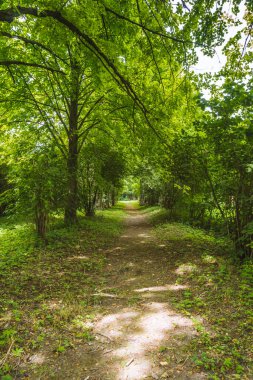 Yeşil ağaçların arasına park et. Yerde güneş lekeleri var.