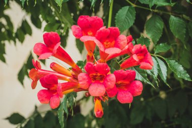 Yeşil yapraklardan ve taş duvarlardan oluşan bir arka planda kampüs sarmaşığının kırmızı çiçekleri. Güzel kırmızı trompetçi çiçekleri. Bir sürü kırmızı çiçekli trompet sarmaşığı dalı. Seçici odak