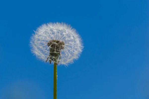 Diente León Esponjoso Blanco Sobre Fondo Cielo Azul Con Espacio — Foto de Stock