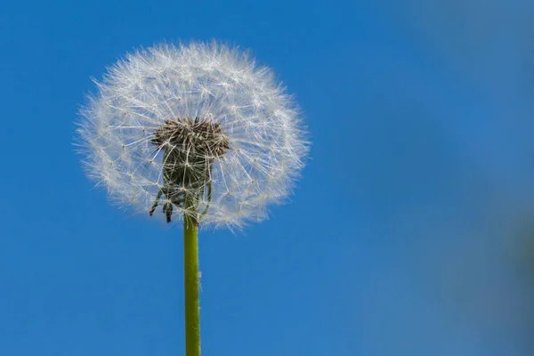 Diente León Esponjoso Blanco Sobre Fondo Cielo Azul Con Espacio —  Fotos de Stock