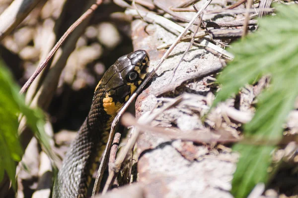 Grass Snake Background Withered Leaves Snake Natrix Natrix Pokes Its — Stock Photo, Image