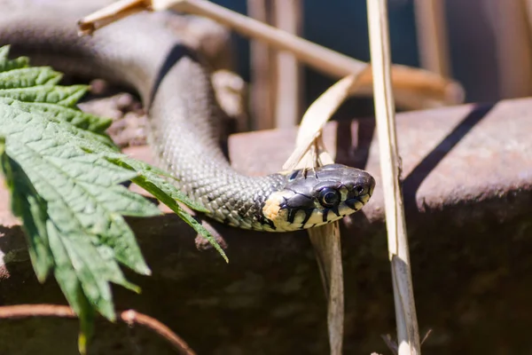 Grass Snake Natrix Natrix Crawls Metal Beam Background Green Withered — Stock Photo, Image