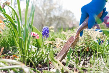 Kara toprağa el sallayan çiçekler. Bahçeye çiçek ektim. Çiçeklerin yanındaki bahçe küreği. Bahçe küreği mavi lateks eldivenli bir elle tutulur.