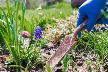 Kara toprağa el sallayan çiçekler. Bahçeye çiçek ektim. Çiçeklerin yanındaki bahçe küreği. Bahçe küreği mavi lateks eldivenli bir elle tutulur.