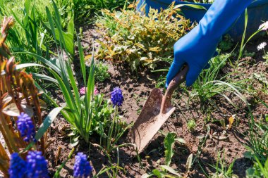 Kara toprağa el sallayan çiçekler. Bahçeye çiçek ektim. Çiçeklerin yanındaki bahçe küreği. Bahçe küreği mavi lateks eldivenli bir elle tutulur.