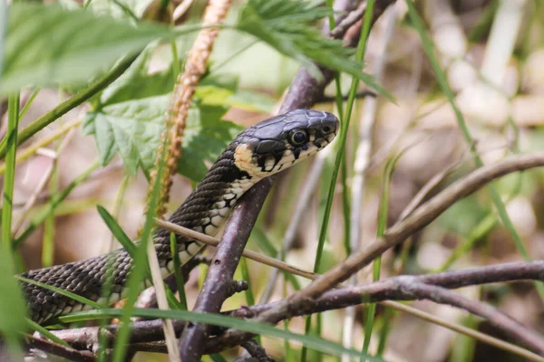 A non-venomous snake crawls in green grass. Natrix natrix, grass, ringed or water snake tasting the air among leaves