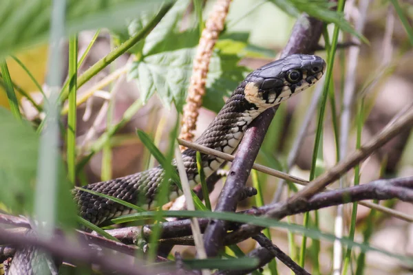 Non Venomous Snake Crawls Green Grass Natrix Natrix Grass Ringed — Stock Photo, Image