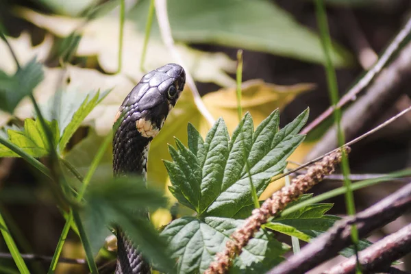 A non-venomous snake crawls in green grass. Natrix natrix, grass, ringed or water snake tasting the air among leaves