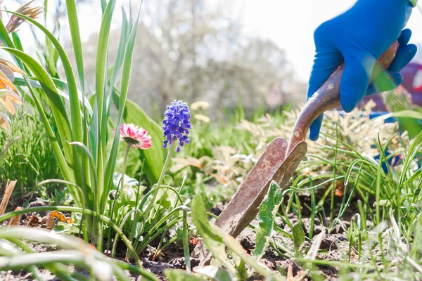 Kara toprağa el sallayan çiçekler. Bahçeye çiçek ektim. Çiçeklerin yanındaki bahçe küreği. Bahçe küreği mavi lateks eldivenli bir elle tutulur.