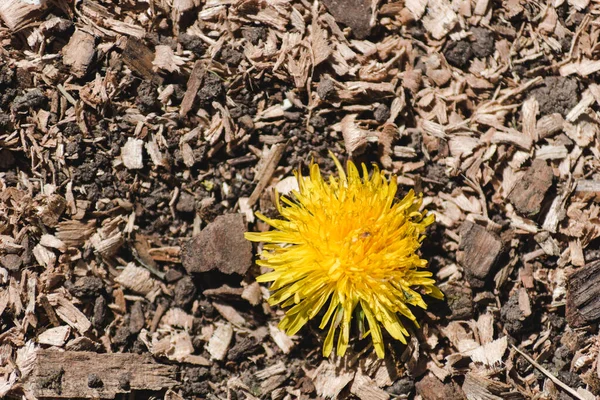 Des Morceaux Bois Sur Sol Tête Pissenlit Jaune Sur Sciure — Photo