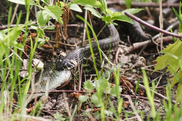 Grass Snake Strike Grass Snake Eats Fish Wildlife Europe — Stock Photo, Image