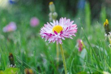 Yeşil çimenlerin üzerinde güzel bir papatya çiçeği. Fotokopi alanı olan yeşil bir çimenlikte Daisy ya da Bellis Perennis. Yan görünüm ve seçici odak