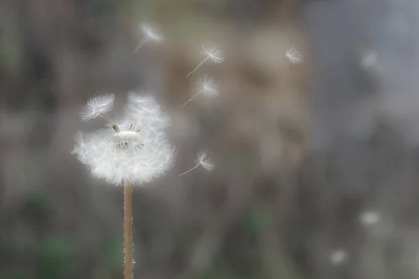 Close White Dandelion Head Flying Seeds Abstract Background Soft Focus — Stock Photo, Image