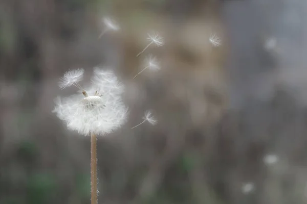 Gros Plan Tête Blanche Pissenlit Avec Des Graines Volantes Sur — Photo