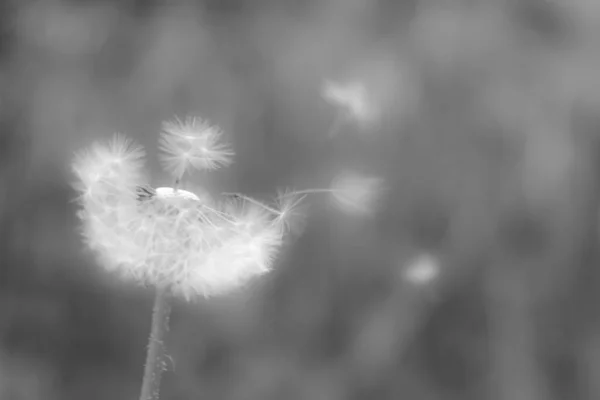 Close Van Witte Paardenbloem Kop Met Vliegende Zaden Abstracte Monochrome — Stockfoto