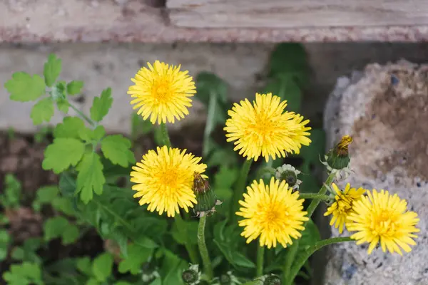Dandelion Bush Yellow Flowers Stone Blurred Background Top View Selective — Stock Photo, Image