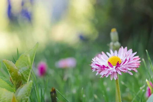 Yeşil Çimenlerin Üzerinde Güzel Bir Papatya Çiçeği Fotokopi Alanı Olan — Stok fotoğraf
