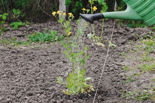 Conceito Jardinagem Rega Plantas Com Uma Lata Rega Planta Verde — Fotografia de Stock