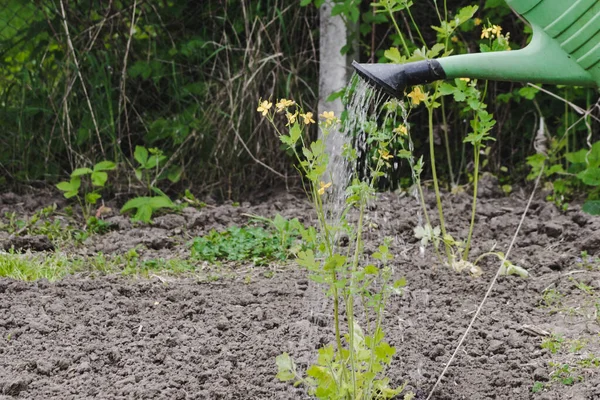 Conceito Jardinagem Rega Plantas Com Uma Lata Rega Planta Verde — Fotografia de Stock