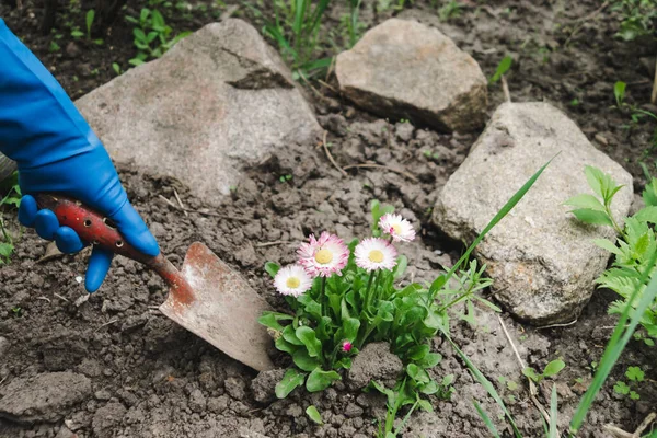 Jardineiros Mãos Plantando Flores Quintal Uma Jardim Segurada Por Uma — Fotografia de Stock