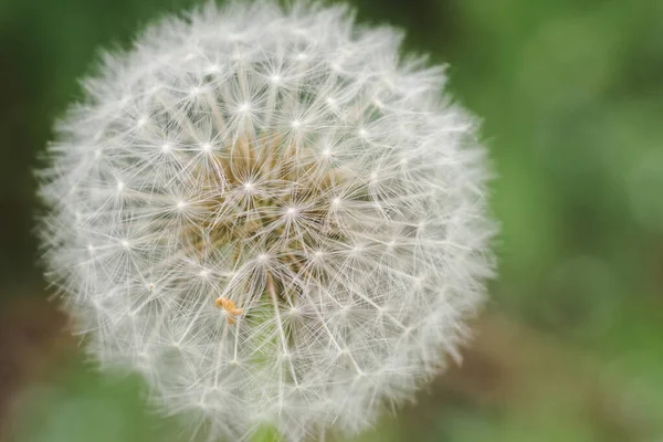 Dandelion Clock Natural Background Wiht Copy Space — Stock Photo, Image