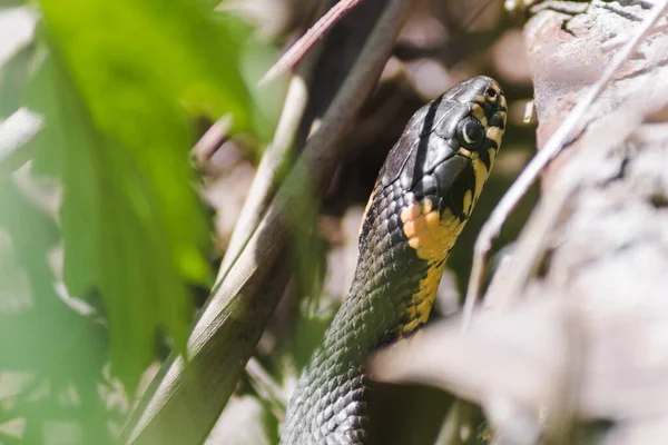 Arka planda kurumuş yapraklardan oluşan çim yılanı. Yılan Natrix Natrix kafasını güneşe sokuyor.