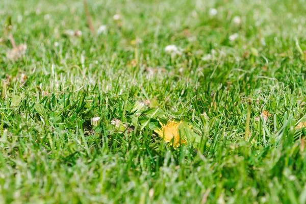 Foco Superficial Vista Nivel Del Suelo Una Flor Diente León — Foto de Stock