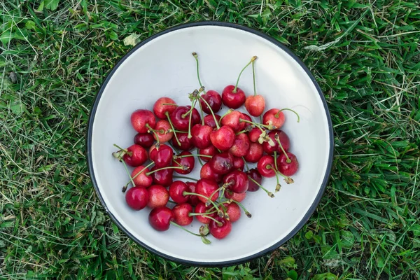 Cseresznye Bio Bogyók Betakarítása Friss Cseresznye Lekvárhoz Gyümölcsléhez Turmixhoz Kompóthoz — Stock Fotó