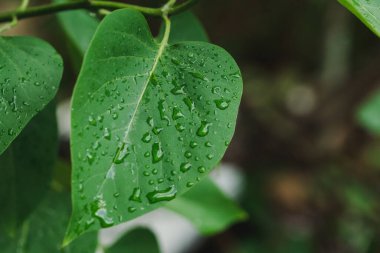 Yeşil leylak yaprağı. Yaz bahçesinde doğal bir arka planda yağmur damlaları.