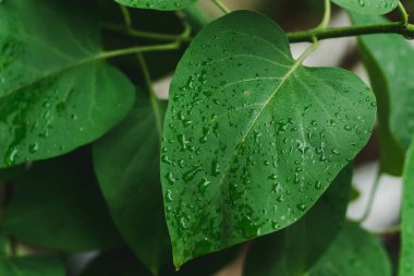 Yeşil leylak yaprağı. Yaz bahçesinde doğal bir arka planda yağmur damlaları.