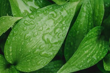 Çiğ zambak taze yeşil yaprak. Makroyu düşürür. Kapatma yaprağı.