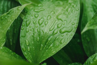 Çiğ zambak taze yeşil yaprak. Makroyu düşürür. Kapatma yaprağı.