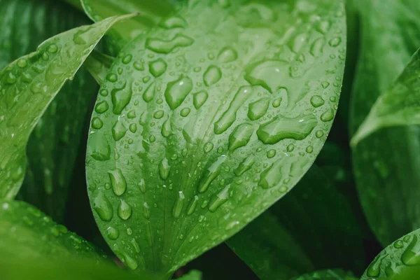 Çiğ zambak taze yeşil yaprak. Makroyu düşürür. Kapatma yaprağı.