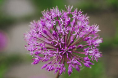 Mor yaban sarımsak çiçeği, yeşil doğal arka planda yakın plan. Bahçede büyüyen mor alyum çiçeği. Bir sinek mor bir çiçeğe oturur.