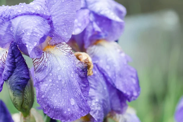 Flores Iris Púrpura Después Lluvia Gotas Agua Los Pétalos Hermosos — Foto de Stock