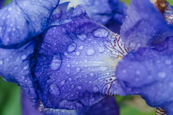 Flores Iris Azules Después Lluvia Gotas Agua Los Pétalos Hermosos — Foto de Stock