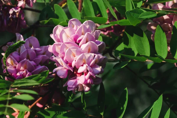 Acacia tree flowers blooming in the spring. Acacia flowers branch with a green background. Abundant flowering of pink acacia. Source of nectar for tender fragrant honey.