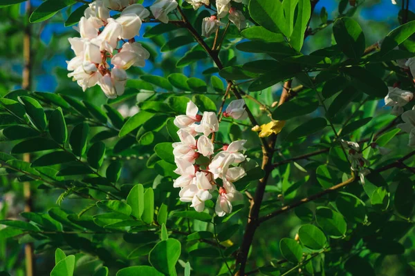 Acacia tree flowers blooming in the spring. Acacia flowers branch with a green background. Abundant flowering of white acacia. Source of nectar for tender fragrant honey.