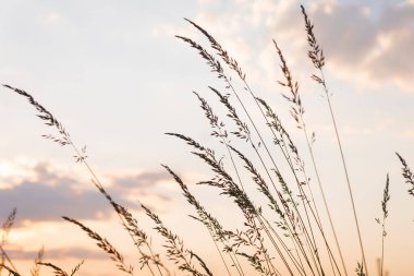Günbatımı gökyüzünün arka planında dev Agrostis çayı. Çok renkli bulutlu gün batımı gökyüzü. Sıcak ışıkta yabani otlar, kırsalda yaz mevsimi. Sakin, güzel kırsal bir an.