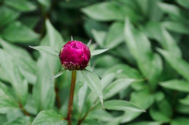 Keşfedilmemiş güzel tomurcuk manzarası. Çiğ taneli şakayık çiçeği. Yağmurdan sonra bahçe.