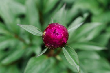 Yeşil arkaplanda yağmur damlaları olan kırmızı şakayık tozu. Keşfedilmemiş güzel tomurcuk manzarası. Çiğ taneli şakayık çiçeği. Yağmurdan sonra bahçe.