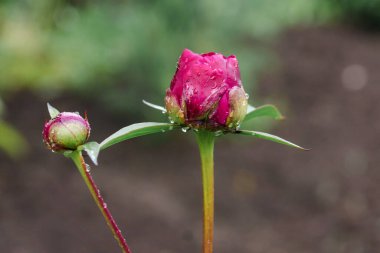Bahçedeki yeşil saplı kırmızı bir şakayığın işlenmemiş tomurcuğu. Henüz çiçek açmamış şakayık çiçeklerinden bir tomurcuk. Karıncalar şakayık çiçeğinin üzerinde emekler, çiğ toplarlar.