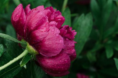 Yeşil arkaplanda yağmur damlaları olan kırmızı şakayık tozu. Su damlalı kırmızı şakayık çiçeği. Lükslü kırmızı şakayık yaprakları. Çiçek yetiştirmek, bitkilerle ilgilenmek.